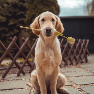 A happy dog